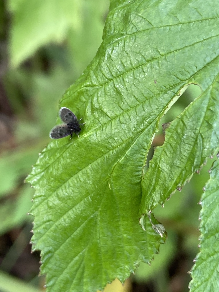 Peripsychoda auriculata