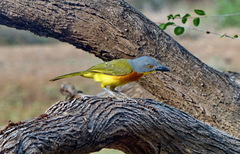Malaconotus blanchoti