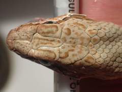 Psammophis aegyptius
