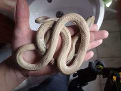 Psammophis aegyptius