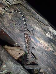 Cyrtodactylus ingeri