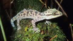 Cyrtodactylus baluensis