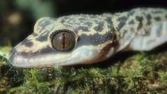 Cyrtodactylus baluensis