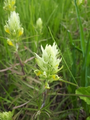 Melampyrum argyrocomum