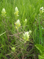 Melampyrum argyrocomum