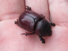 Cheiroplatys bifossus