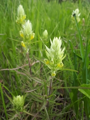 Melampyrum argyrocomum