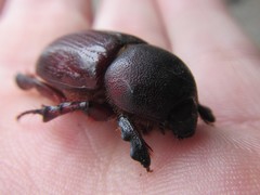 Cheiroplatys bifossus
