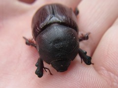 Cheiroplatys bifossus