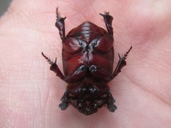 Cheiroplatys bifossus