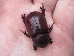Cheiroplatys bifossus
