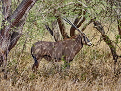 Oryx beisa