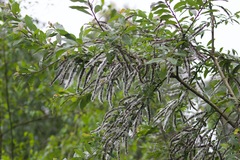 Salix disperma