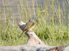 Motacilla flava iberiae