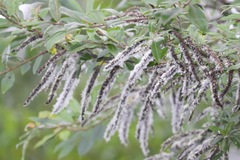 Salix disperma