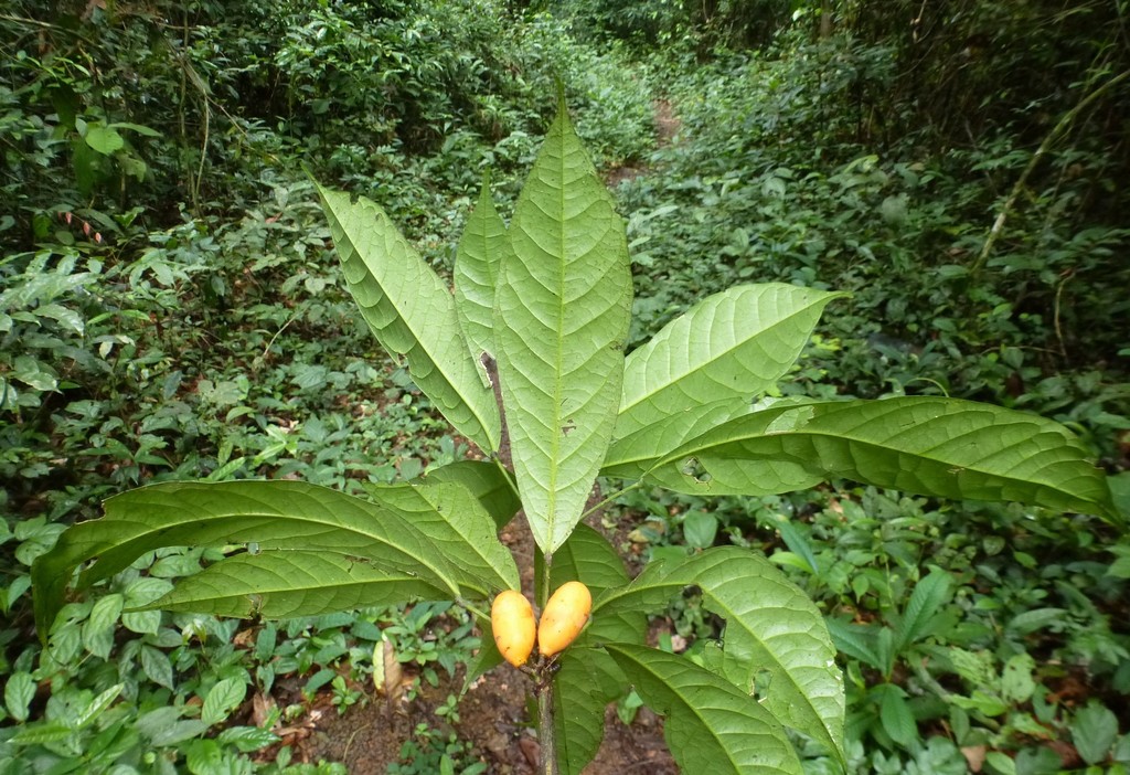 Penianthus patulinervis