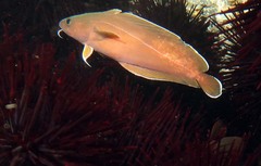 Lotella rhacina