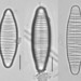 Diatoma - Photo (c) emassa,  זכויות יוצרים חלקיות (CC BY-NC)