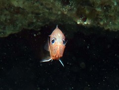 Trachichthys australis