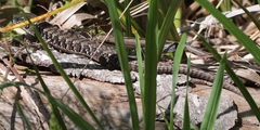Elgaria coerulea coerulea