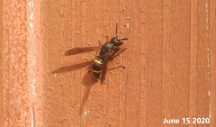 Orancistrocerus drewseni