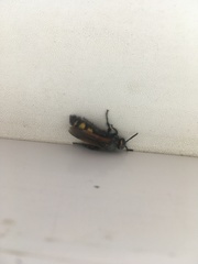 Scolia fuciformis