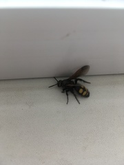 Scolia fuciformis