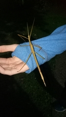 Tropidoderus childrenii