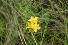 Hypericum elegans