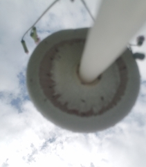 Macrolepiota dolichaula