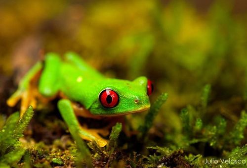 Taylor's Leaf Frog