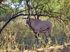 Oryx beisa callotis