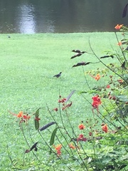 Acridotheres javanicus