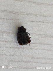 Scarabaeidae