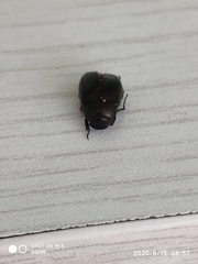 Scarabaeidae