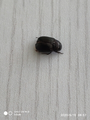 Scarabaeidae