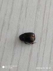 Scarabaeidae