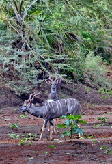 Tragelaphus imberbis