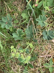 Alchemilla glaucescens