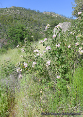 Malacothamnus lucianus