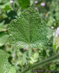 Malacothamnus lucianus