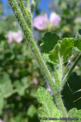 Malacothamnus lucianus