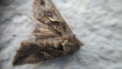 Autographa gamma