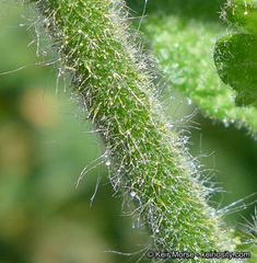 Malacothamnus lucianus