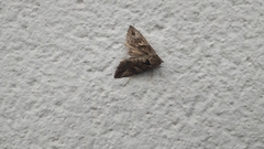 Autographa gamma
