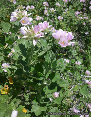 Malacothamnus lucianus