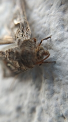 Autographa gamma