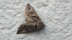Autographa gamma