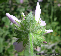 Malacothamnus lucianus