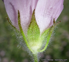 Malacothamnus lucianus